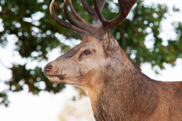 Red deer stags roaring and fighting in the woodlands of London, UK