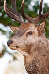Red deer stags roaring and fighting in the woodlands of London, UK