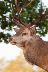 Red deer stags roaring and fighting in the woodlands of London, UK