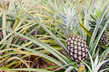 Fototapeta premium Fresh pineapples in the organic plantation farm