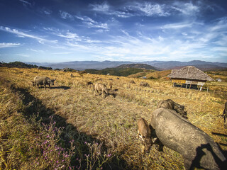 Ban Pa Pong Piang Rice terraces or Baan Pa Pong Pieng in Doi Inthanon national park, Chiang Mai, Thailand