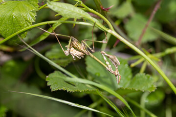 Eine Fangschrecke hängt kopfüber gut getarnt in der grünen Vegetation