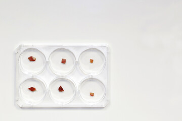 A multi-well plate with pieces of raw cultured meat in the biotechnology laboratory. Synthetic or lab-grown meat production concept. Copy space.