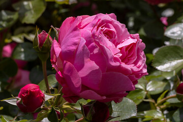 Blüte und Knospe der rosa blühenden Rosenart Leonardo da Vinci