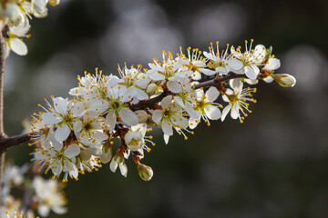 Prunus spinosa, called blackthorn or sloe, is a species of flowering plant in the rose family...