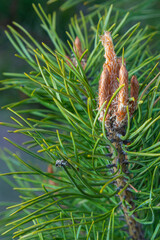 There are long buds on a pine branch. Buds appear on the pine tree in spring