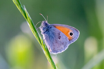 Ein Kleines Wiesenvögelchen in der Seitenansicht freigestellt an einem Grashalm sitzend