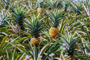 Fresh pineapples in the organic plantation farm