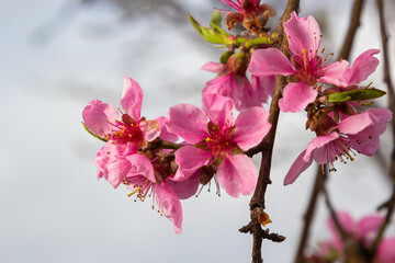 Peach branches densely covered with pink flowers - abundant flowering of the fruit tree