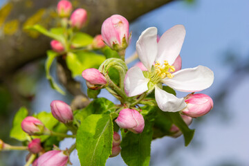 Obraz premium Fresh beautiful flowers of the apple tree blooming in the spring