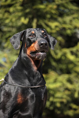 Big doberman dog outdoors, close up portrait