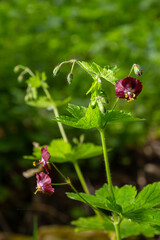 Purple and red flowers of Geranium phaeum Samobor in spring garden