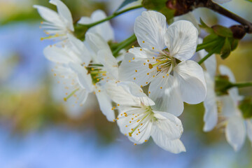 Blooming cherry tree in the spring garden. Close up of white flowers on a tree. Spring background