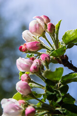 Fresh pink and white blossom flower buds of the Discovery Apple tree, Malus domestica, blooming in springtime