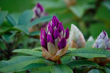 Spring in the forest. Blooming rhododendron. Flowers close-up
