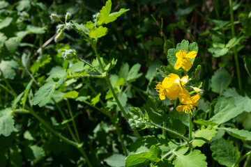 Greater Celandine, yellow wild flowers, close up. Chelidonium majus is poisonous, flowering,...