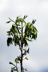 Leaves open - the first leaves to open on a tree. Against the background of the sky. Nut spicy