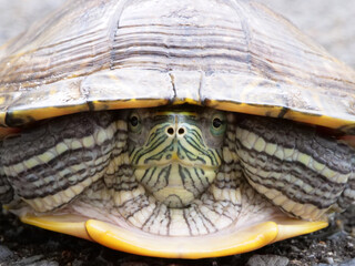 Obraz premium 甲羅に隠れてこちらを見つめるアカミミガメ