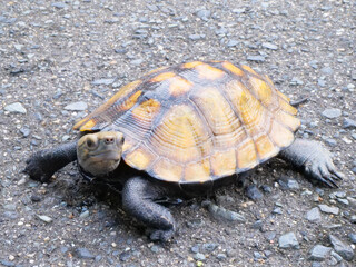 首を横に向けているイシガメ
