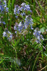 In the spring, Veronica prostrata blooms in the wild among grasses