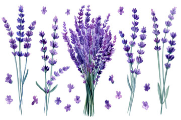 Set of lavender flowers, bouquet of lavender flowers on isolated white background, watercolor illustration © Hanna