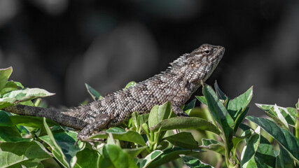 Iguana in the foliage of a large bush