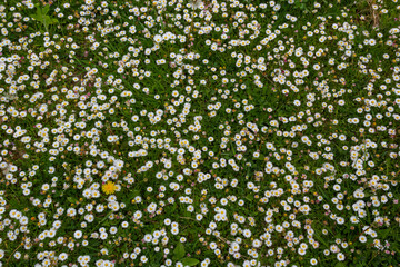 Field full of bloomed daisy in bright sun. Detailed view at white and yellow blooming Common Daisy or Bellis perennis in their natural habitat. Lawn Daisies or English Daises full frame background