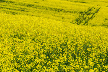 Fototapeta premium Blooming canola field. Rape on the field in summer. Bright Yellow rapeseed oil. Flowering rapeseed