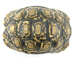 真上から見たヒョウモンリクガメ