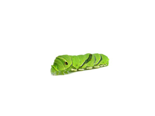綺麗な緑の体をしたアゲハチョウの幼虫