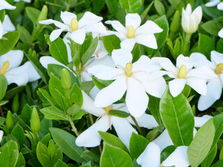 たくさん咲いているクチナシの花