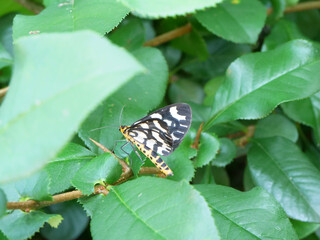 生い茂る緑の葉っぱとちょうちょ