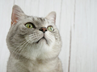 見上げる猫【マンチカン】