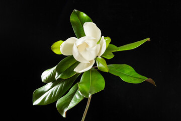 Southern magnolia flower bloosm with leaf on black background