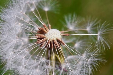 Dandelion