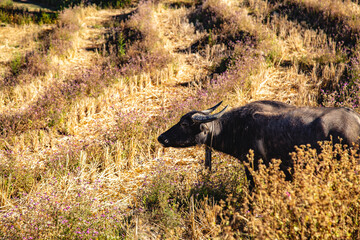 Ban Pa Pong Piang Rice terraces or Baan Pa Pong Pieng in Doi Inthanon national park, Chiang Mai, Thailand