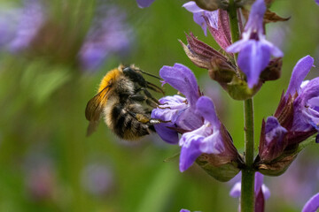 bumblebee sitting on Salvia officinalis