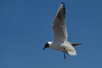 black-headed gull in flight