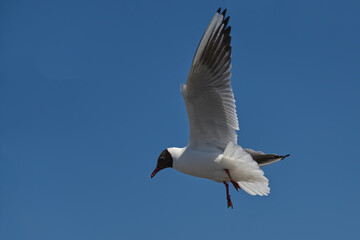 Fototapeta na wymiar black-headed gull in flight
