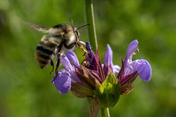 bumblebee sitting on Salvia officinalis