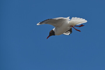 Black-headed gull in flight