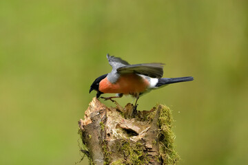 Bird Photography