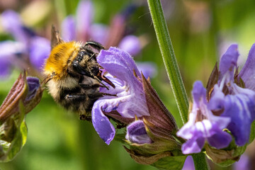 bumblebee sitting on Salvia officinalis