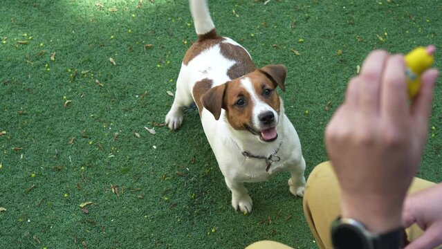 Adorable Jack Russell Terrier in the owner's hands.