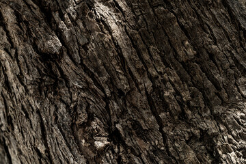Macro photo of a tree texture.