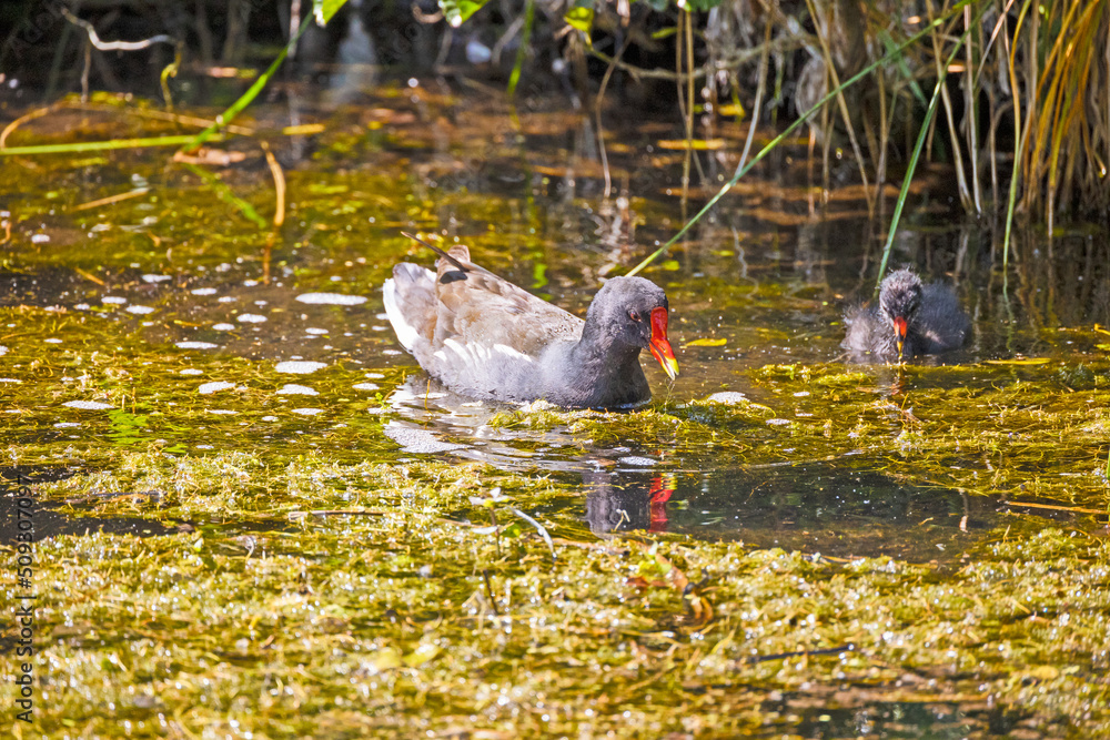 Wall mural poule d'eau dans l'eau avec son bébé