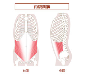 腹筋群 内腹斜筋の図説イラスト　横向きと正面図