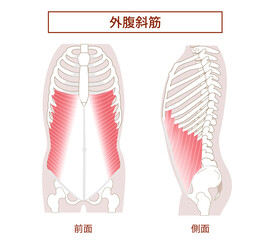 腹筋群 外腹斜筋の図説イラスト　横向きと正面図