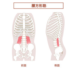 腰方形筋の図説イラスト　横向きと正面図