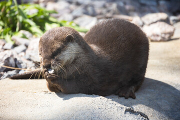 loutre couché sur une pierre dans un parc 